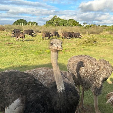 Ostrich Cottage At Les Wings Private Game Farm Groot-Jongensfontein Buitenkant foto