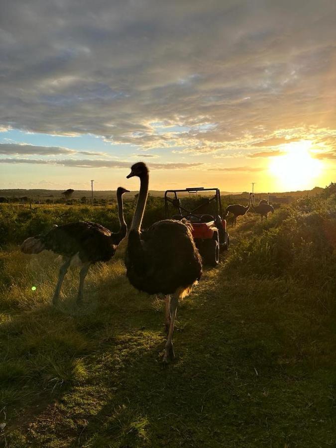 Ostrich Cottage At Les Wings Private Game Farm Groot-Jongensfontein Buitenkant foto